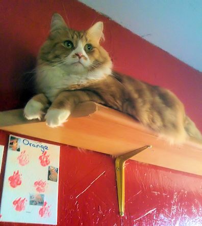 Happy Kitty