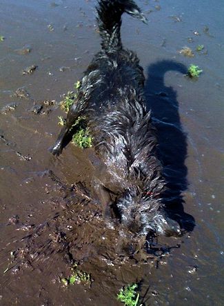 Mud Bath